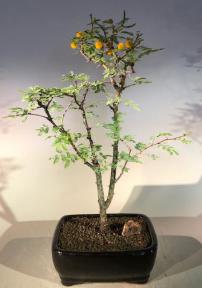 Flowering Dwarf Sweet Acacia Bonsai Tree <br><i>(acacia farnesiana)</i>