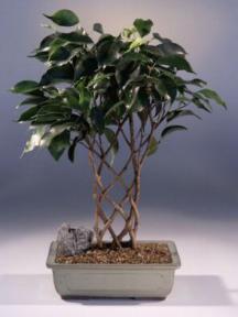 Ficus Bonsai Tree - Trellis Style<br><i>(ficus 'midnight')</i>