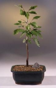 Japanese Beech Bonsai Tree <br><i>(fagus crenata)</i>