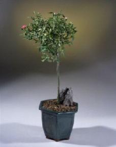 Rose Bonsai Tree<br>Tom Thumb<br>Cherry Red Miniature