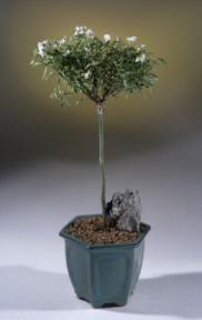 Rose Bonsai Tree<br>Tom Thumb<br>Tiny Pink Miniature