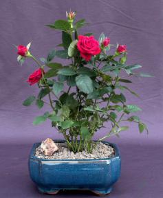Flowering Red Mini Rose <br>Tiny Red