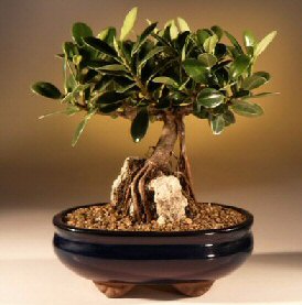 Green Emerald Ficus Bonsai Tree<br>Root over Rock<br><i>(ficus microcarpa)</i>