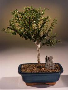 Flowering Jamaican Raintree Bonsai Tree <br><i>(brya ebenus)</i>