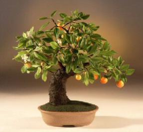 Artificial Orange Bonsai Tree<br>