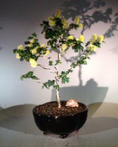 Flowering Texas Ebony Bonsai Tree <br><i>(Pithecolobium Flexicaule)</i>