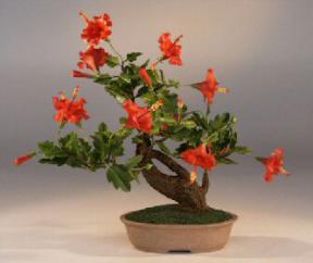 Artificial Bonsai Tree<br>Flowering Hibiscus<br>