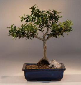Tropical Mini Holly Bonsai Tree<br><i>(ilex dimorphylla)</i>
