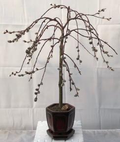 Flowering Weeping Pussy Willow Bonsai Tree <br><i>(salix caprea 'kilmarnock')</i>