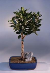 Green Emerald Ficus Bonsai Tree<br>Twist<br><i>(ficus microcarpa)</i>