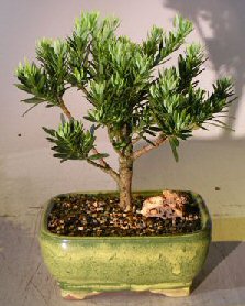 Flowering Podocarpus Bonsai Tree - 