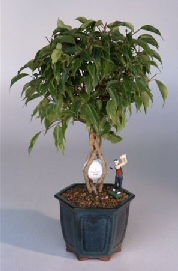 Golf Ball Ficus Bonsai Tree<br>With Miniature Golfer Figurine<br><i>(ficus benjamina)</i>