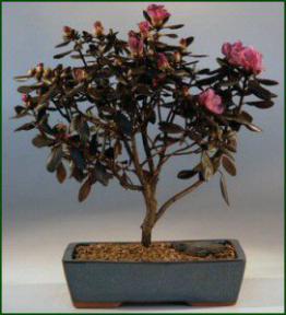 Rhododendron Bonsai Tree<br><i>(sambuscus thunder)</i>