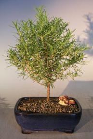 Rosemary Bonsai Tree<br><i>(rosmarinus officinalis)</i>