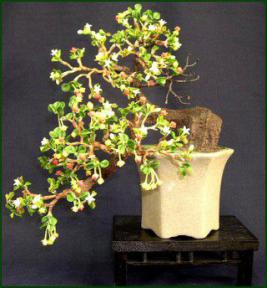 Artificial Fukien Tea Bonsai Tree<br> 