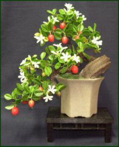 Artificial Flowering Plum 