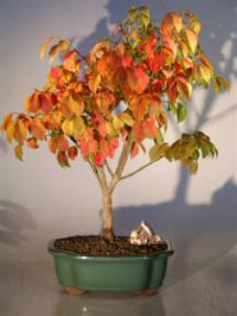 Burning Bush<br><i>(euonymous 'little moses')</i>