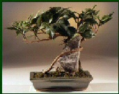 Artificial Ficus Root Over Rock Bonsai Tree