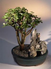 Baby Jade Bonsai Tree<br>Stone Landscape Scene<br><i>(portulacaria afra)</i>
