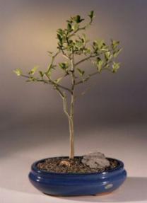 Mock Orange Bonsai Tree<br><i>(philadelphus lewisii)</i>
