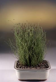 Dwarf Horsetail<br><i>(equisetum scirpoides)</i>