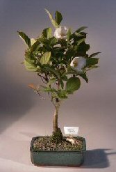 Japanese Stewartia Bonsai Tree<br><i>(stewartia pseudocamellia)</i>