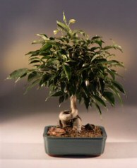 Oriental Ficus Bonsai Tree (Coiled Trunk) - Large <br><i>(benjamina 'orientalis')</i>