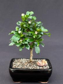 Fukien Tea Bonsai Tree - Small <br>Straight Trunk Style <br><i>(ehretia microphylla)</i>