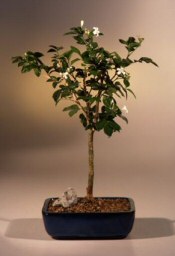 Arabian Jasmine Bonsai Tree - Large<br><i>(jasminum sambac)</i>