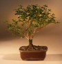 Flowering Winter Jasmine Bonsai Tree<br><i>(jasminum nudiflorum)</i>