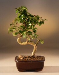 Surinam Cherry Curved - Medium<br><i>(eugenia uniflora)</i>