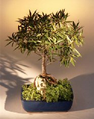 Willow Leaf Ficus Bonsai Tree - Root over Rock <br><i>(nerifolia/salicafolia) </i>