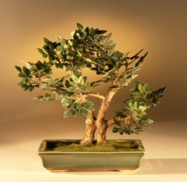 Artificial  Elm Bonsai Tree<br> Upright Style UP-2