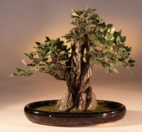 Artificial Elm Bonsai Tree<br>Rock Style-15.0