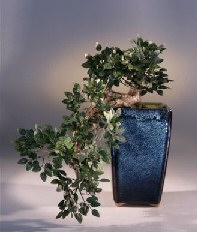 Artificial  Chinese Elm Bonsai Tree<br> Cascade Style
