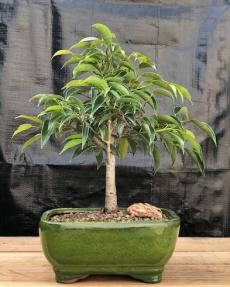 Ficus Midnight Bonsai Tree - Medium <br><i>(benjamina 'midnight')</i>