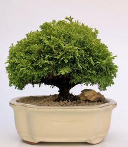 Tsukomo Cypress Bonsai Tree<br><i>(chamaecyparis pisifera tsukomo)</i>