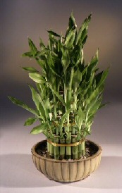 Lucky Bamboo Bonsai Tree - Three Tier Tower<br><i>(dracena sanderiana)</i>