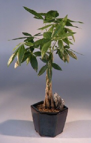 Money Bonsai Tree - Large<br><i>(Pachira Aquatica)</i>