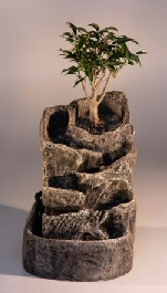 Bonsai Waterfall Garden - Single Black with Ficus Midnight