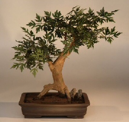 Artificial Maple Bonsai Tree