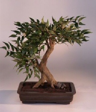 Artificial Ficus  Bonsai Tree<br>19