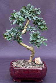 Flowering Fukien Tea  Bonsai Tree - Small <br>Curved Trunk Style (ehretia microphylla)</i>
