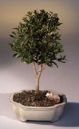 Flowering Brush Cherry Bonsai Tree - Medium <br><i>(Eugenia Myrtifolia)</i>