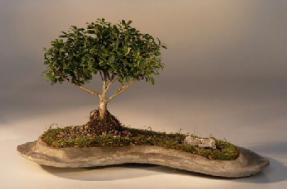 Japanese Kingsville Boxwood Planted on a Rock Slab