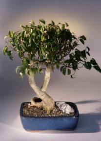 Ficus Bonsai Tree<br><i>(ficus benjamina)</i><br>