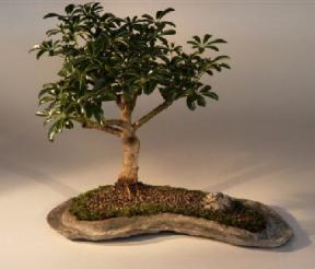 Hawaiian Umbrella Bonsai Tree on a Rock Slab <br><i>(arboricola schefflera 'luseanne')</i>