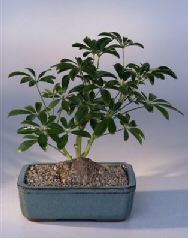 Hawaiian Umbrella Bonsai Tree<br>Lava Rock In Bonsai Pot<br><i>(arboricola schefflera 'luseanne')</i>