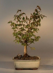 Japanese Grey Bark Elm<br><i>(zelkova serrata)</i>