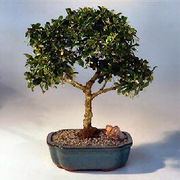 Fukien Tea  Bonsai Tree Large - Upright <br><i>(ehretia microphylla)</i>